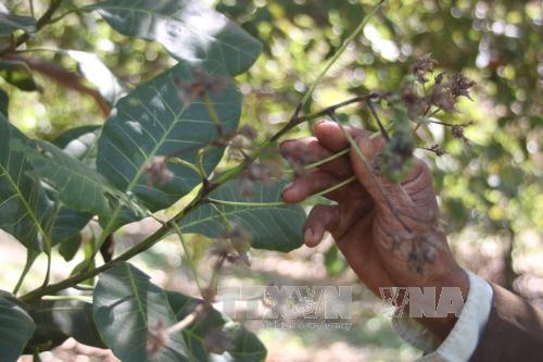 Đắk Nông phòng chống dịch bệnh hại trên cây điều ảnh 1