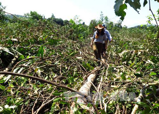 'Nhắm mắt' phá rừng phòng hộ để chăn nuôi bò ở Phú Yên ảnh 1