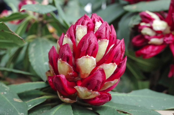 Lễ hội hoa đỗ quyên lần đầu tiên trên đỉnh Fansipan ảnh 7