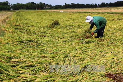 Nông dân Tây Ninh bị thiệt hại hàng chục tỷ đồng do mưa trái mùa ảnh 1