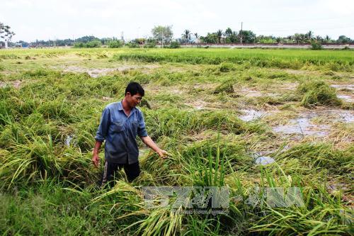 Nông dân Tây Ninh bị thiệt hại hàng chục tỷ đồng do mưa trái mùa ảnh 2