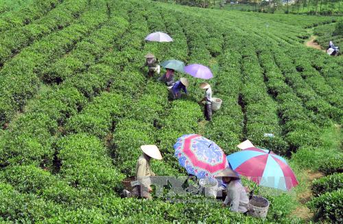 Chè Việt Nam chưa có thương hiệu riêng dù xuất khẩu đứng thứ 5 thế giới ảnh 1