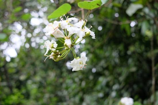 Đi trong ban mai ảnh 2