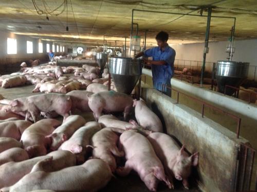 Các hộ chăn nuôi lỗ 1.500 tỷ đồng vì giá thịt lợn 'lao dốc' ảnh 1