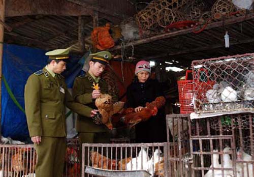 Test nhanh virus cúm A/H7N9 tại các chợ gia cầm Lạng Sơn ảnh 1