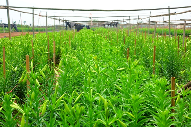 Những ngón tay thon của tháng Tư đón gió mát mùa hè ảnh 4
