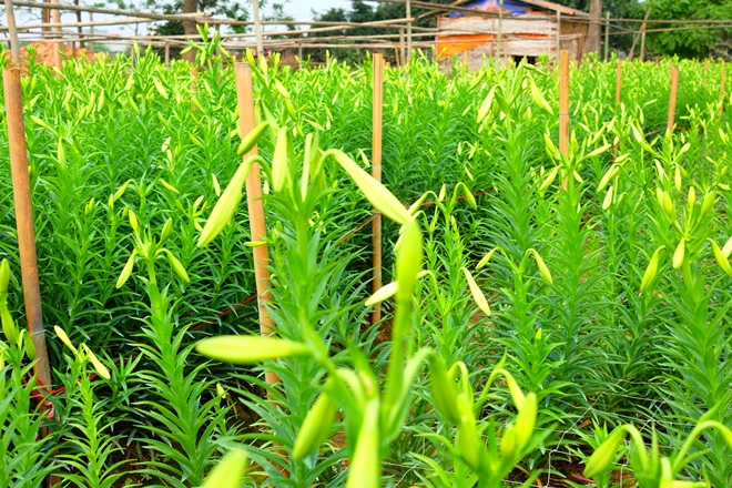 Những ngón tay thon của tháng Tư đón gió mát mùa hè ảnh 5