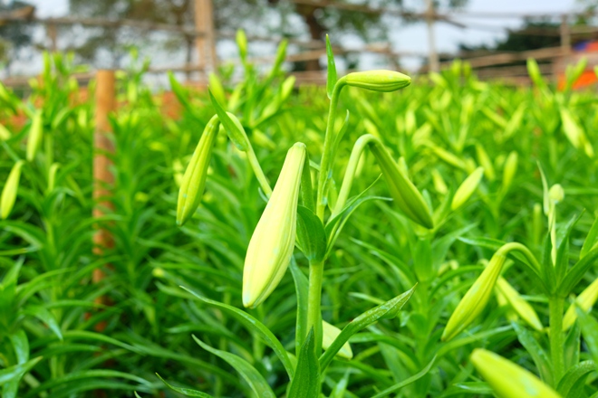 Những ngón tay thon của tháng Tư đón gió mát mùa hè ảnh 6