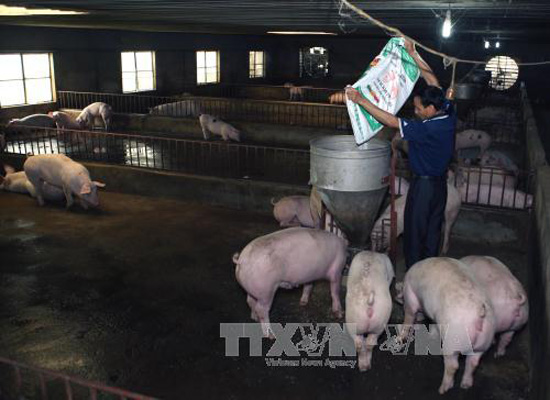 Bộ Nông nghiệp và Phát triển nông thôn chỉ đạo hỗ trợ tiêu thụ thịt lợn