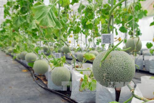 Phát triển nông nghiệp công nghệ cao trên vùng đất thép ảnh 1