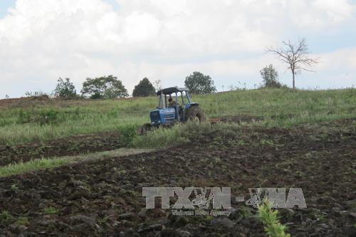 Khó khăn trong việc thu hồi đất rừng bị lấn chiếm ở huyện Krông Pa ảnh 1