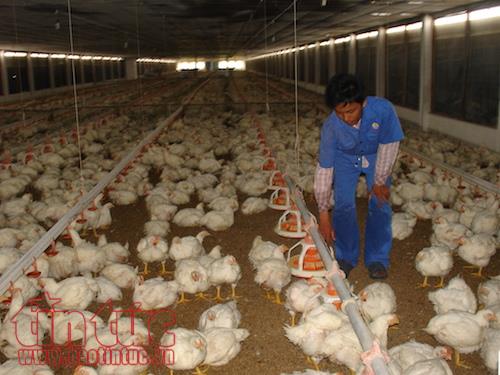 Nối tiếp chuối và thịt heo, nhà nông Đồng Nai đang chờ 'giải cứu' trứng gà ảnh 1
