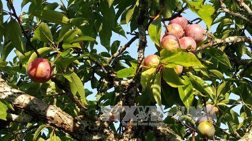 Mùa mận chín 'kéo' du khách đến Bắc Hà ảnh 1