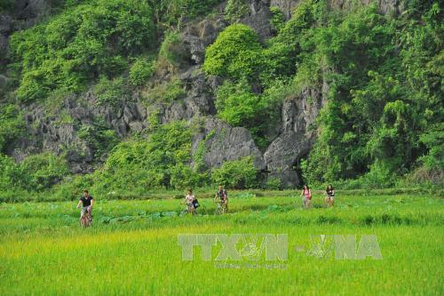  Chiêm ngưỡng mùa vàng đẹp như tranh ở Tam Cốc ảnh 2