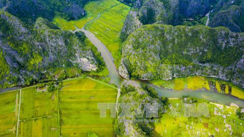  Chiêm ngưỡng mùa vàng đẹp như tranh ở Tam Cốc ảnh 3