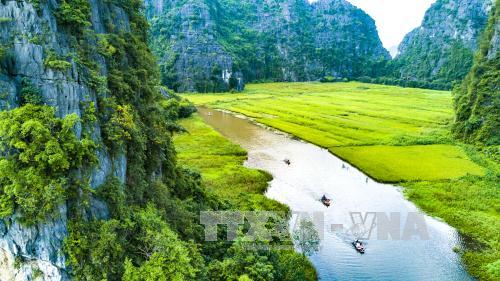  Chiêm ngưỡng mùa vàng đẹp như tranh ở Tam Cốc ảnh 4