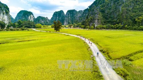  Chiêm ngưỡng mùa vàng đẹp như tranh ở Tam Cốc ảnh 6