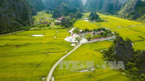  Chiêm ngưỡng mùa vàng đẹp như tranh ở Tam Cốc ảnh 7