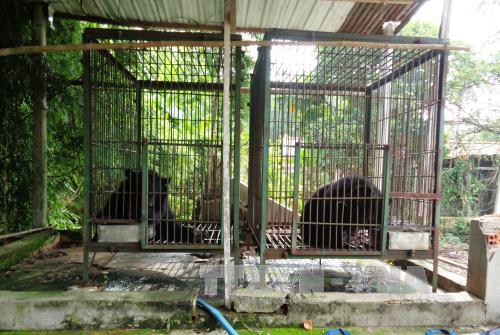 Tây Ninh: Giải cứu thêm hai con gấu ngựa nuôi nhốt ảnh 1