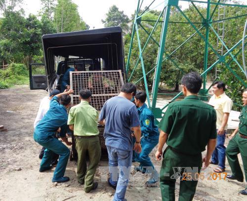 Tây Ninh: Giải cứu thêm hai con gấu ngựa nuôi nhốt ảnh 2