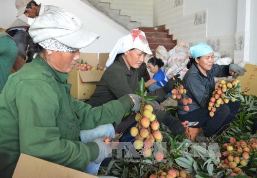Làm giàu từ cây vải thiều trên đất Tây Nguyên ảnh 1