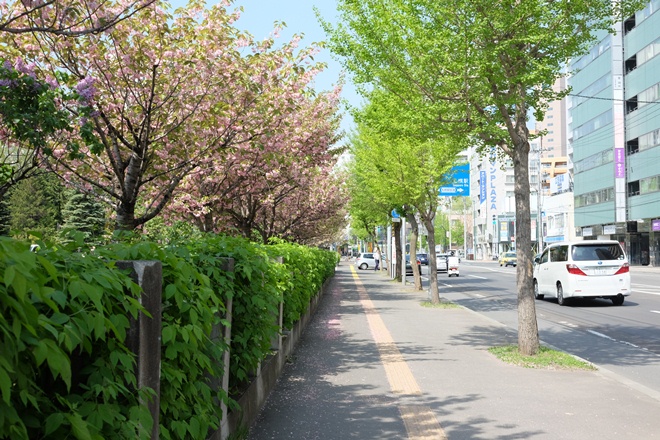  Mùa hoa ở Sapporo ảnh 1