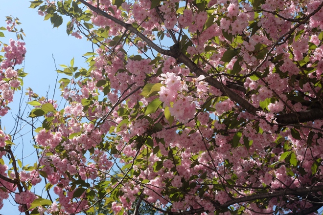  Mùa hoa ở Sapporo ảnh 2