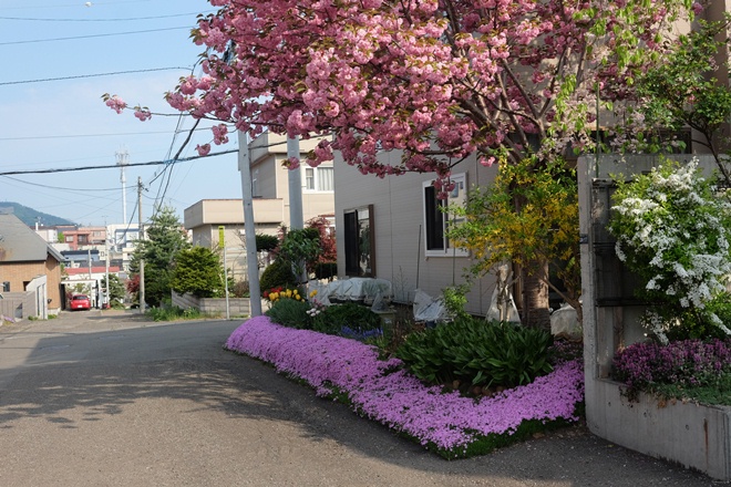  Mùa hoa ở Sapporo ảnh 3