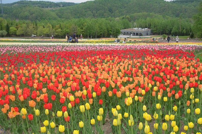  Mùa hoa ở Sapporo ảnh 4
