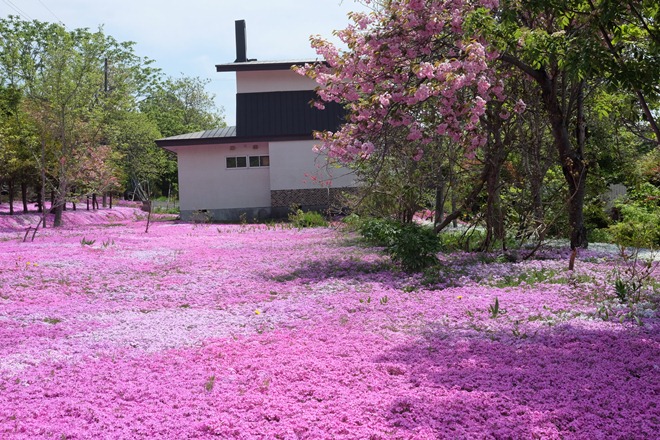  Mùa hoa ở Sapporo ảnh 7
