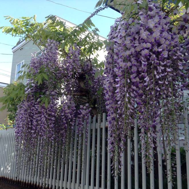  Mùa hoa ở Sapporo ảnh 10