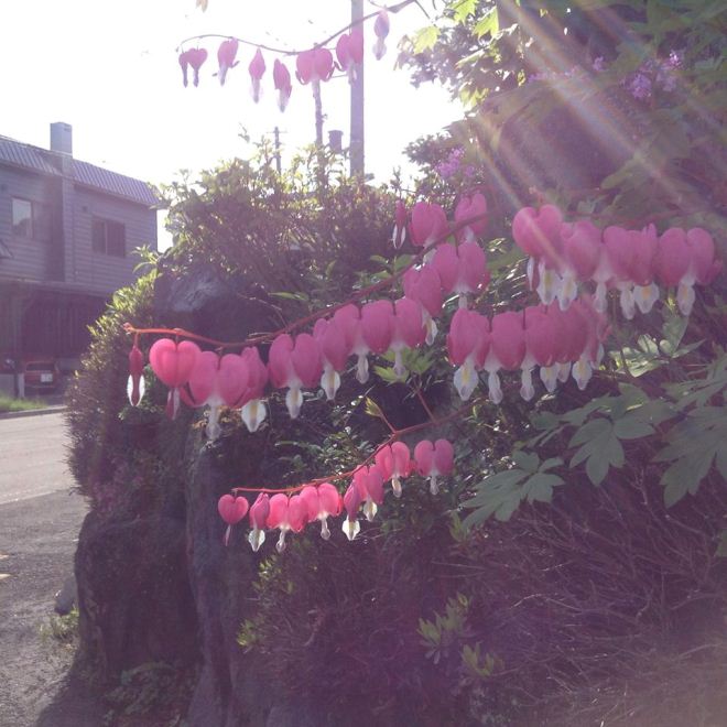  Mùa hoa ở Sapporo ảnh 11