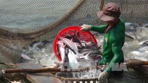 Thu hoạch cá tra trên diện tích nuôi của Công ty Nam Việt. Ảnh: Công Mạo/TTXVN