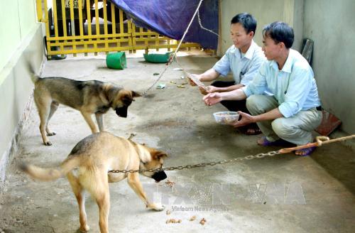 Cảnh báo nguy cơ tử vong do bệnh dại ảnh 1