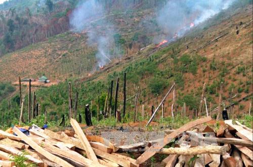 Đắk Nông: Kỷ luật 5 cán bộ kiểm lâm để xảy ra phá rừng ảnh 1