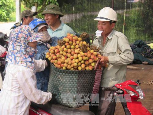 Thu nhập cao từ quả vải Thanh Hà ảnh 1