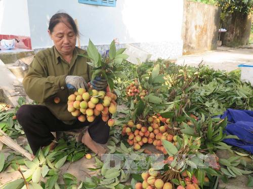 Thu nhập cao từ quả vải Thanh Hà ảnh 2