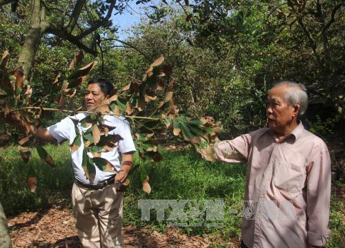 Nhà vườn hoang mang vì chôm chôm cháy lá lúc trổ bông ảnh 1