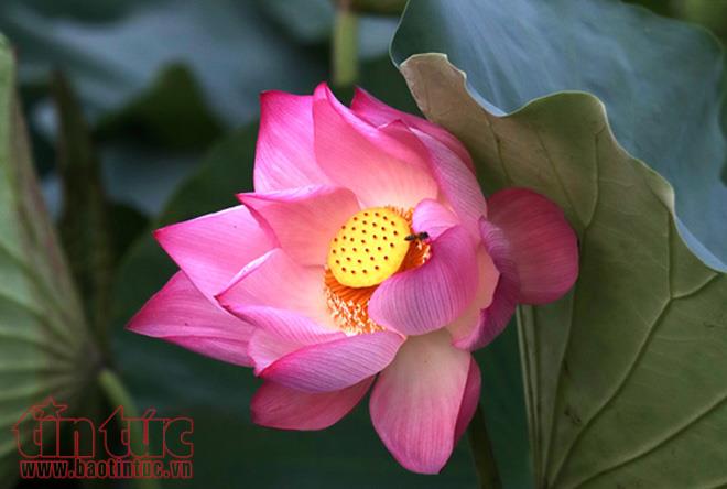 Chiêm ngưỡng vẻ đẹp hoa sen buổi sớm mai ảnh 3