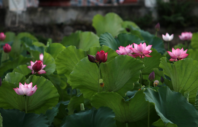 Chiêm ngưỡng vẻ đẹp hoa sen buổi sớm mai ảnh 10