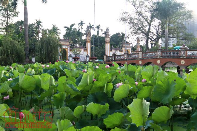 Chiêm ngưỡng vẻ đẹp hoa sen buổi sớm mai ảnh 11