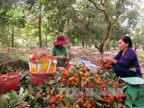 Trái cây Đồng Nai mất mùa, rớt giá ảnh 1