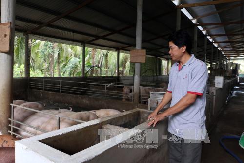 Người chăn nuôi Bến Tre loay hoay 'giải cứu' chính mình ảnh 1