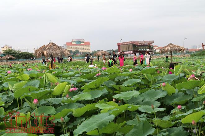 Chen chân chụp ảnh sen Hồ Tây ảnh 1