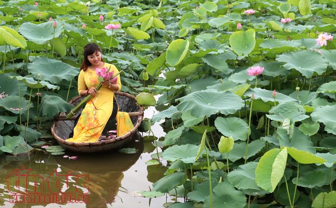 Chen chân chụp ảnh sen Hồ Tây ảnh 4