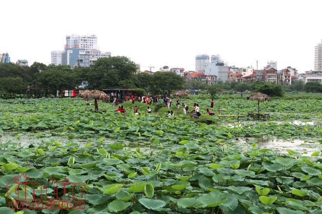 Chen chân chụp ảnh sen Hồ Tây ảnh 12