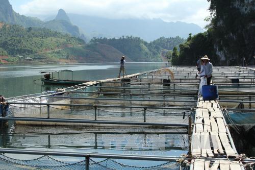 Thắp sáng ánh đèn nuôi cá lồng vùng lòng hồ thủy điện Lai Châu ảnh 1