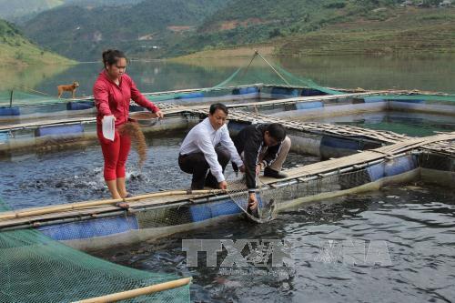 Thắp sáng ánh đèn nuôi cá lồng vùng lòng hồ thủy điện Lai Châu ảnh 2