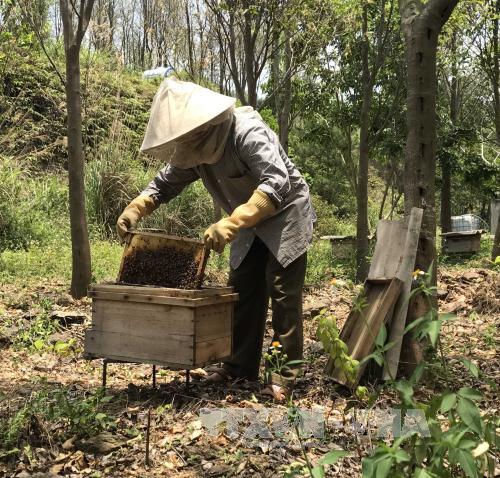Tỷ phú trồng rừng ở Vĩnh Phúc ảnh 2
