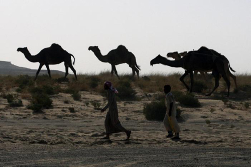 Saudi Arabia trục xuất 15.000 con lạc đà Qatar ảnh 1